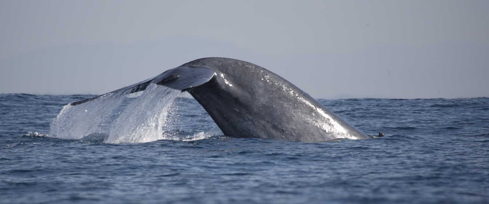 The "Adventure-Focused" (Best for Divers & Enthusiasts)